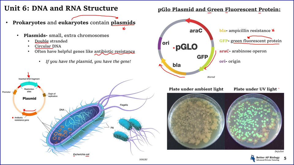 L1- DNA and RNA Structure